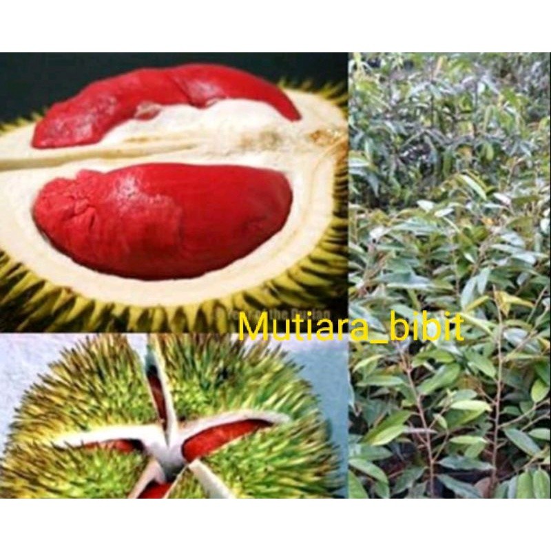 Bibit durian merah
