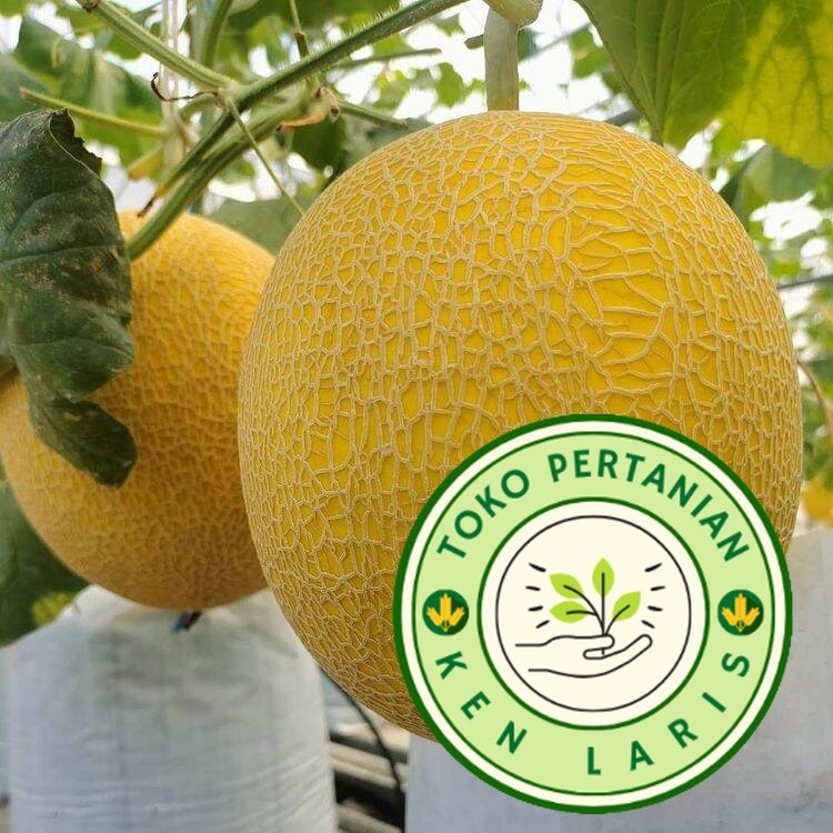 50 biji benih melon madu Super Manis - Bibit Unggul melon manis