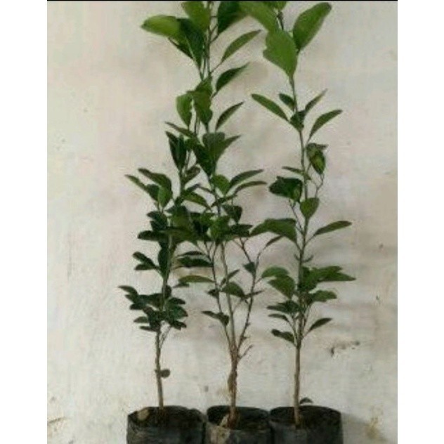 

[promo] bibit jeruk nipis/jeruk pecel hasil okulasi berkualitas ukuran 30-80cm terlaris terlaris