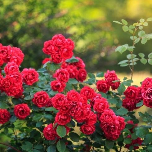 Tanaman Hidup Bunga Mawar Import RED CASCADE-Mawar merah-Climbing rose - bibit