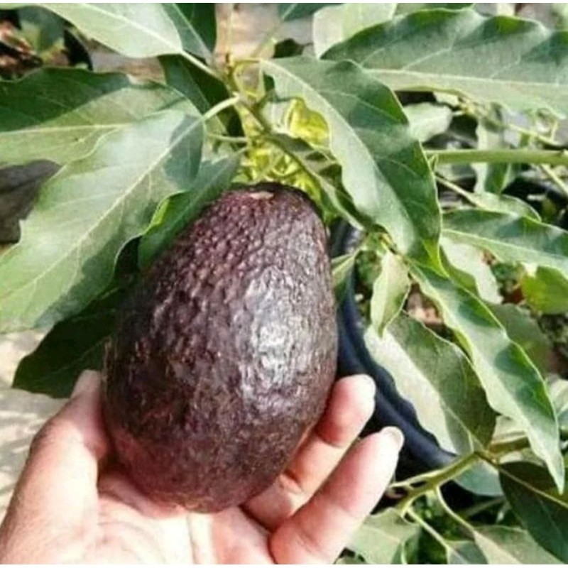 Bibit Alpukat Hass Alpukat Australia