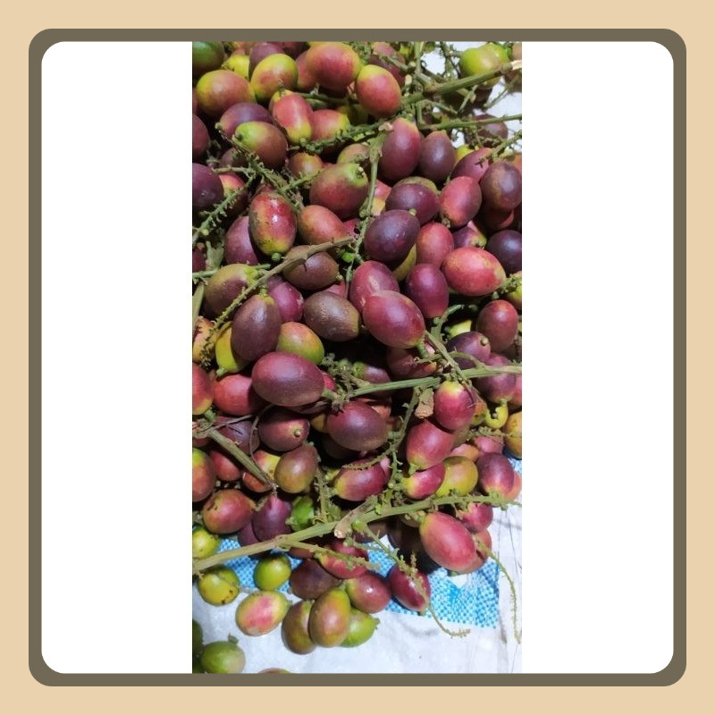

Buah Matoa Buah 3 Rasa Asli Pati jawa Tengah Paket Hemat 2Kg