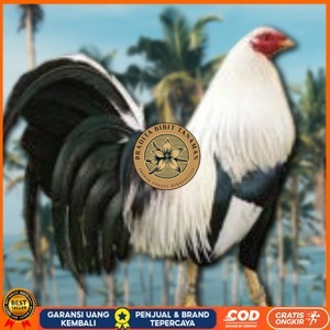 

telur ayam philipin asli AK47 bisa untuk di tetaskan PRADITA BIBIT TANAMAN