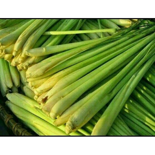 

Gelaskosong11 Serai Sereh Segar Organik 1kg KC