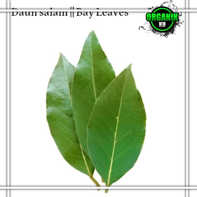 

promo daun salam bumbu masak fres perlembar