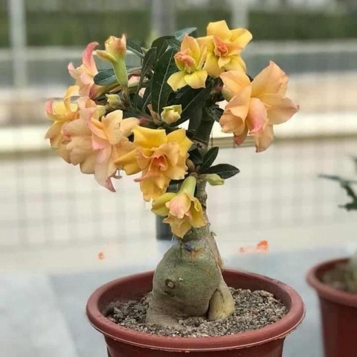 Bibit ADENIUM KAMBOJA JEPANG BUNGA TUMPUK//ADENIUM KAMBOJA