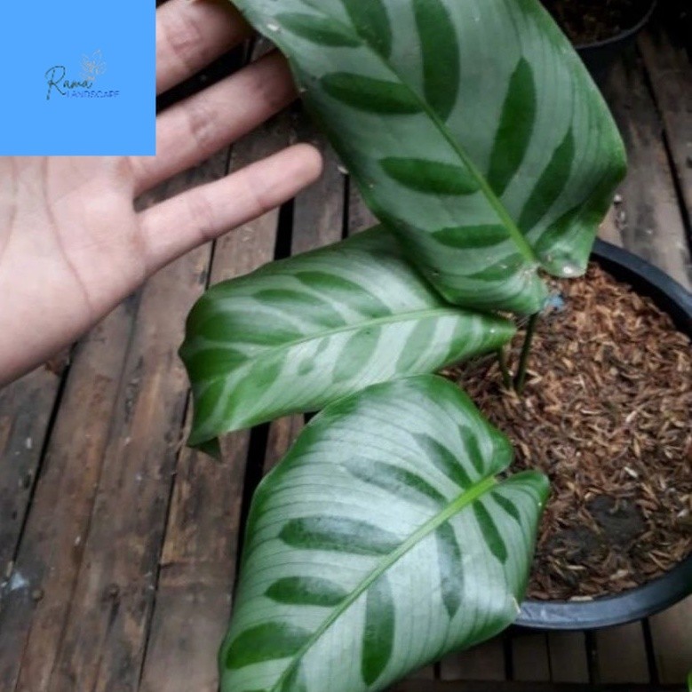 # ( BISA COD ) PROMO Tanaman Hias Calathea Bella Carlina / Bunga Hias Calatea Bela Karlina / Tanaman