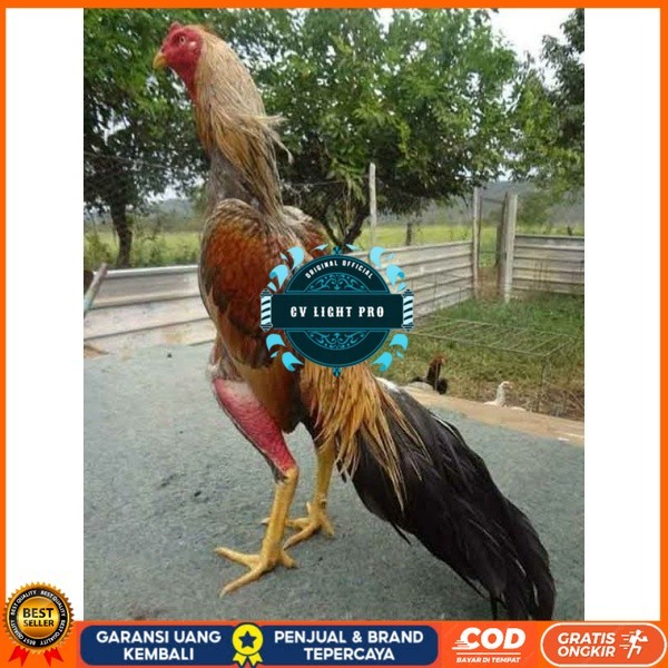 

TELUR AYAM BANGKOK WIRING SPEED UNTUK DI TETASKAN CV LIGHT PRO
