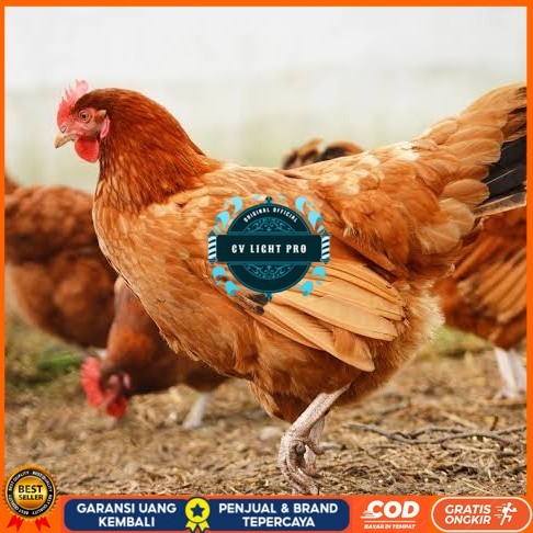 

Telur ayam elba / telur ayam hias / telur ayam fertil siap kirim CV LIGHT PRO