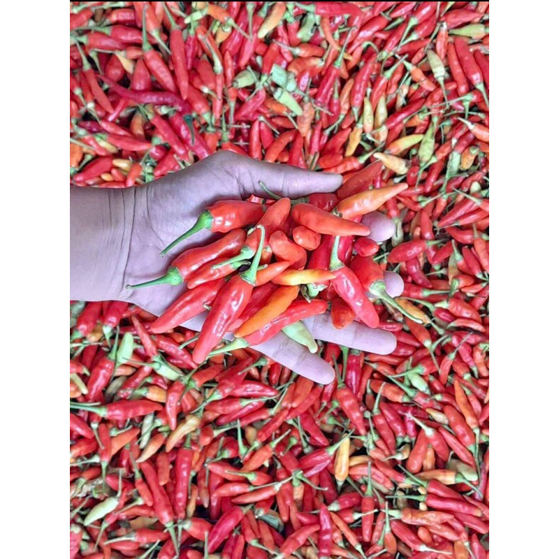 

Cabe Merah Rawit Ori 1kg Segar Pedas Tinggi terlaris berkualitas