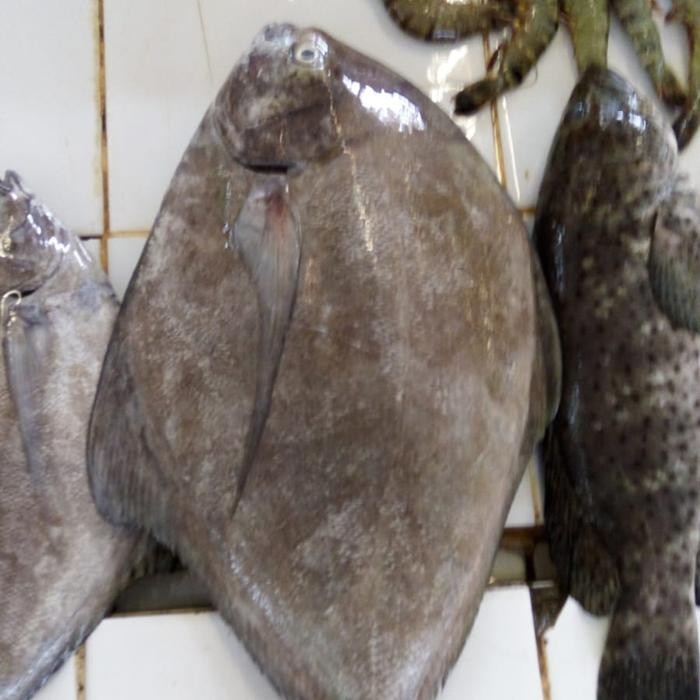 

Ikan Bawal Hitam 1 kg