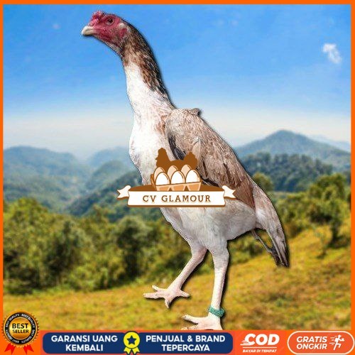 

telur fertil ayam shamo berkualitas super CV GLAMOUR