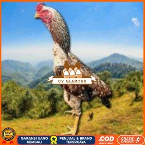

telur tetas ayam shamo pilihan CV GLAMOUR