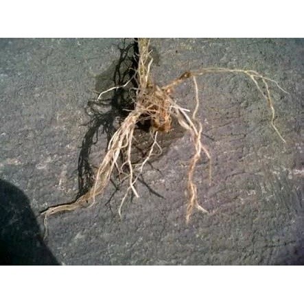 

Sahabattani READYSTOCK Akar Cepokak atau Takokak Segar 500 gram