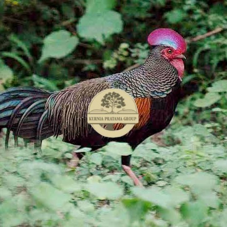 

Telur ayam hutan x jawa bekisar fertil siap ditetaskan - ayam hutan KURNIA PRATAMA GROUP