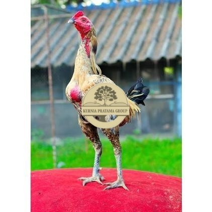 

Telur ayam bangkok shamo brazil / ayam petarung aduan siap ditetaskan KURNIA PRATAMA GROUP