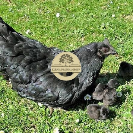 

Telur ayam hias cemani lidah hitam fertil siap ditetaskan - ayam cemani KURNIA PRATAMA GROUP