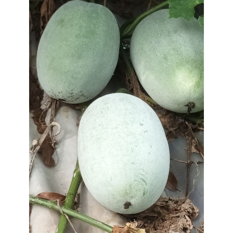 

Buah Kundur Bligo 2.5 kg Buah Bligo Winter Melon Segar Baru Petik