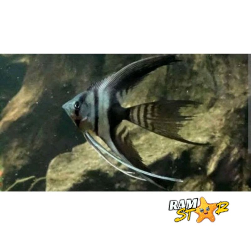 hiasan akuarium manfish BW slayer sz koin angel fish