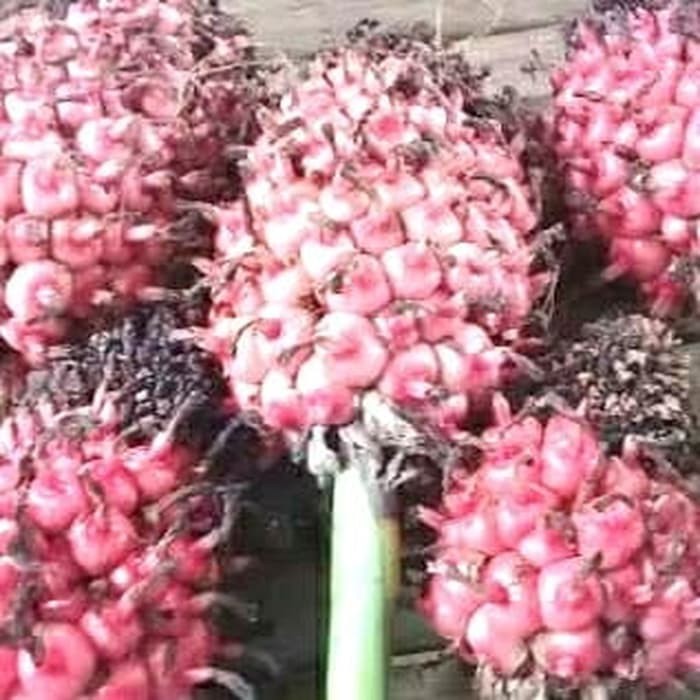 

Sahabatal BUAH HONJE SEGAR BUKAN JUS HONJE KC