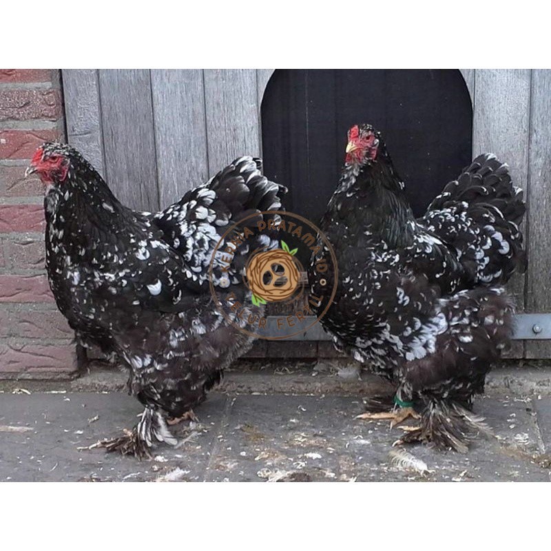 

TELUR AYAM HIAS BRAHMA BLACK MOTTLED UNTUK DI TETASKAN KURNIA PRATAMA ID