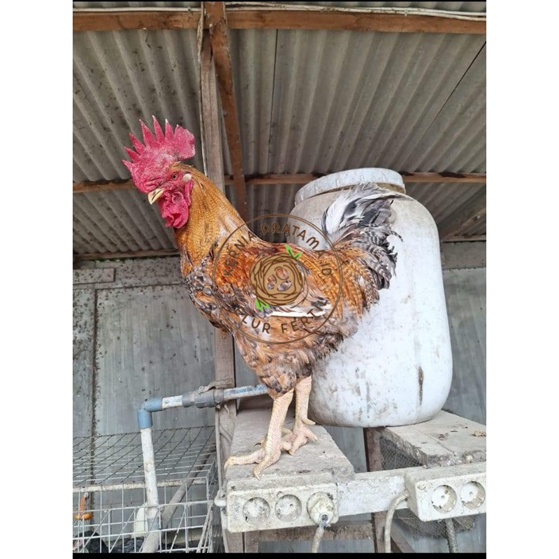 

TELUR FERTIL AYAM LARMOD 2 UNTUK DI TETASKAN KURNIA PRATAMA ID