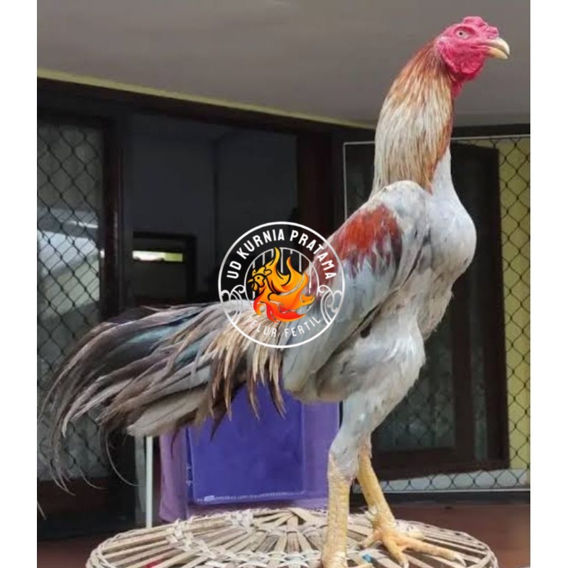 

Telur Ayam Bangkok Pakhoy kwalitas super telor Burung Hias untuk di tetaskan UD KURNIA PRATAMA