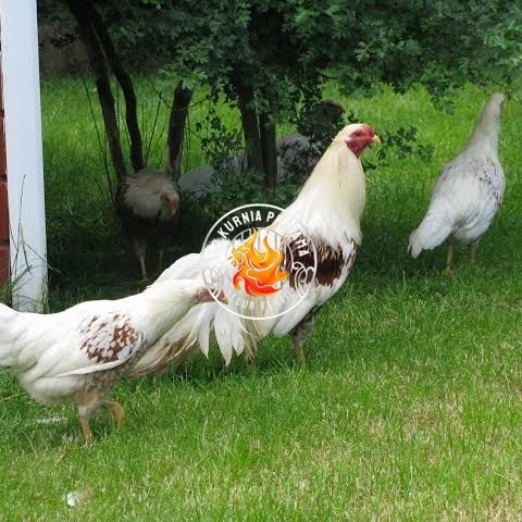

Telur ayam hias yokohama fertil bisa ditetaskan Langsung UD KURNIA PRATAMA