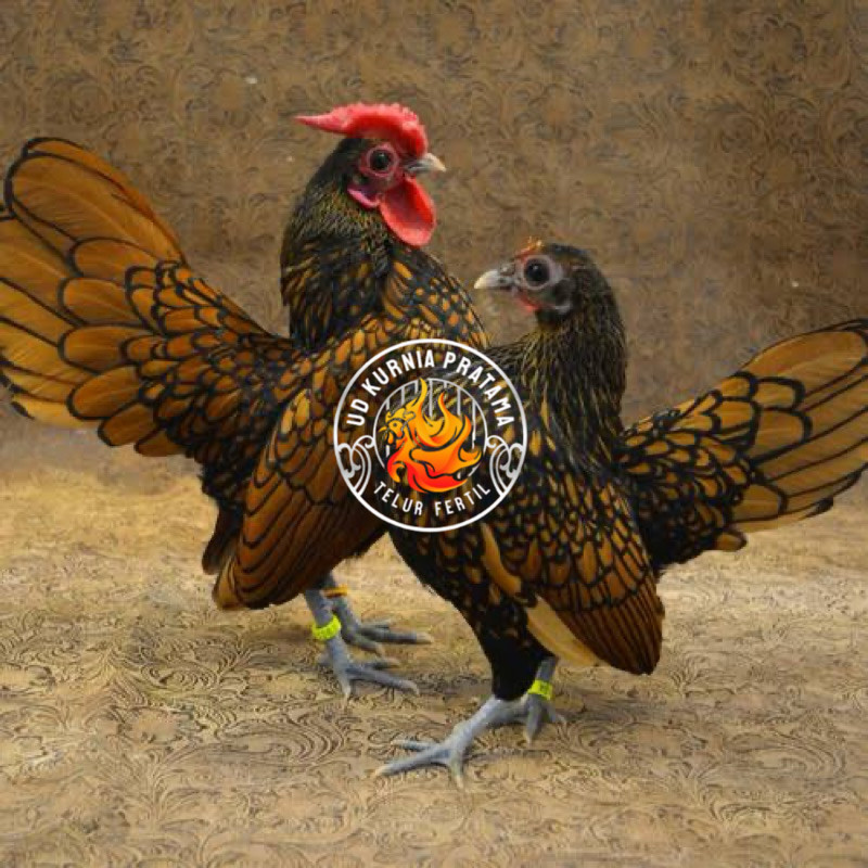 

TELUR FERTIL AYAM BATIK KANADA UNTUK DI TETASKAN UD KURNIA PRATAMA