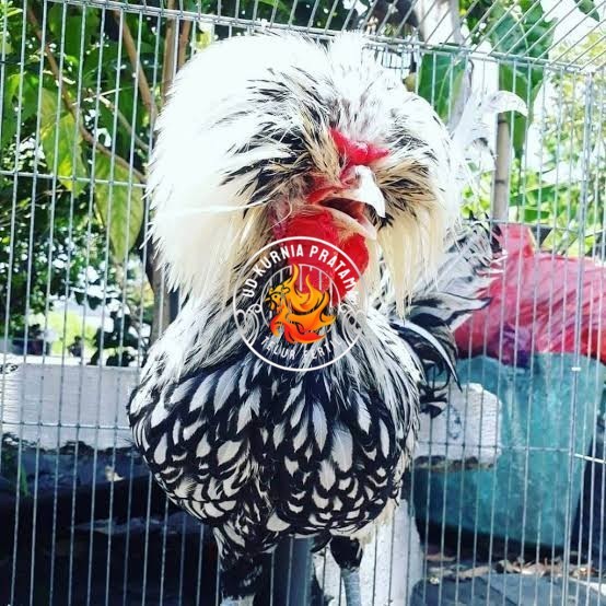 

telur ayam poland hias fertil siap ditetaskan - ayam polan UD KURNIA PRATAMA