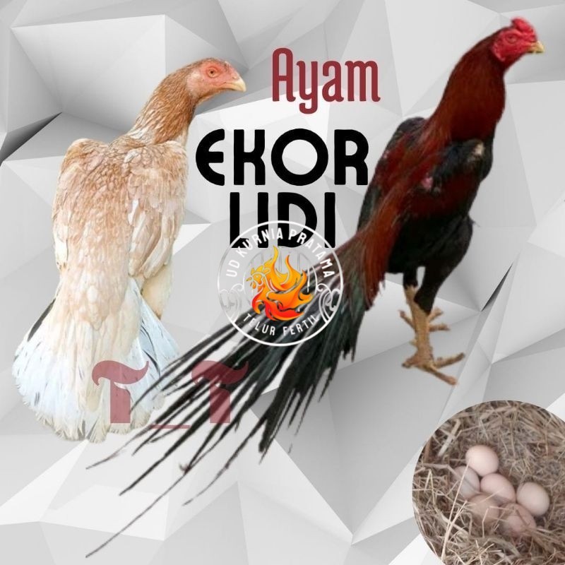 

telur ayam ekor lidi asli original bisa untuk di tetaskan UD KURNIA PRATAMA