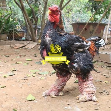 

Telur ayam dong tao / telur ayam hias / telur fertil siap kirim KURNIA PRATAMA ABADI