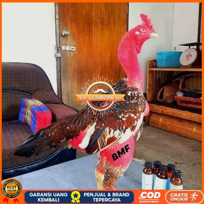 

telur ayam petarung saigon fertil siap ditetaskan - ayam saigon CV GLAMOUR ID