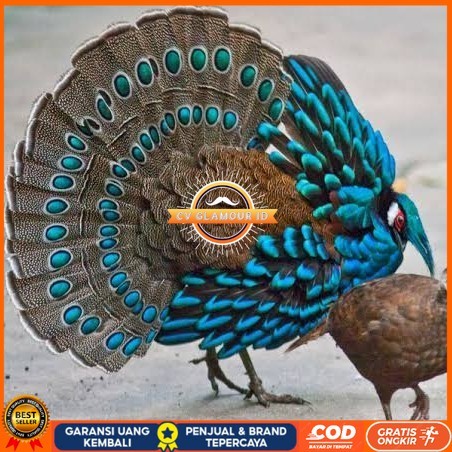 

Telur ayam hias ringneck palawan pheasant fertil bisa ditetaskan Langsung CV GLAMOUR ID