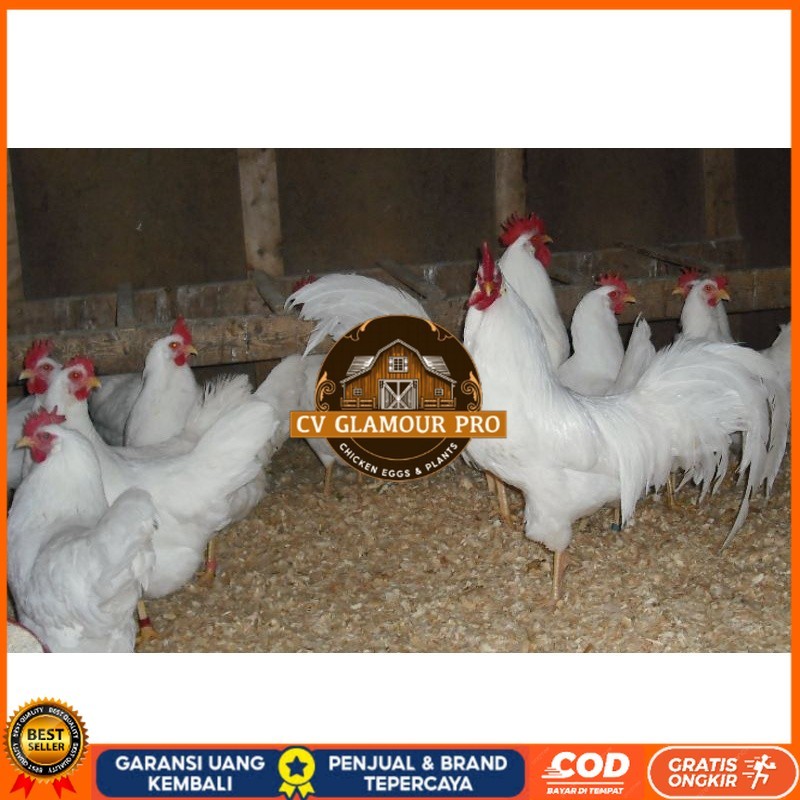 

TELUR AYAM PETELUR WHITE LEGHORN PURE LINE UNTUK DI TETASKAN CV GLAMOUR PRO