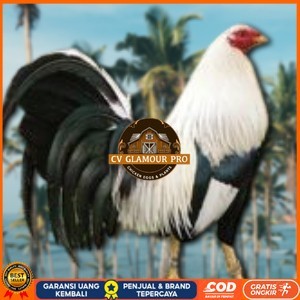 

telur ayam philipin asli AK47 bisa untuk di tetaskan CV GLAMOUR PRO