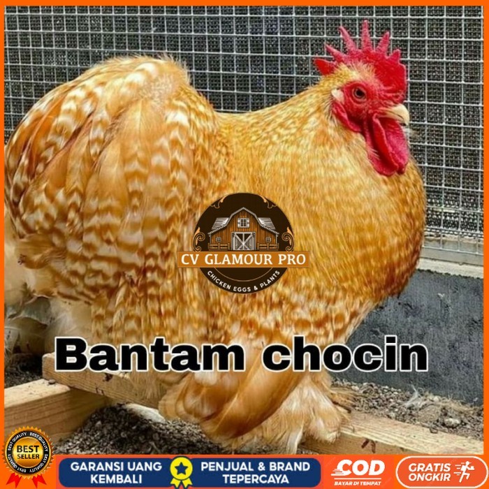 

Telur ayam hias bantam chocin fertil ditetaskan - bantam chocin CV GLAMOUR PRO