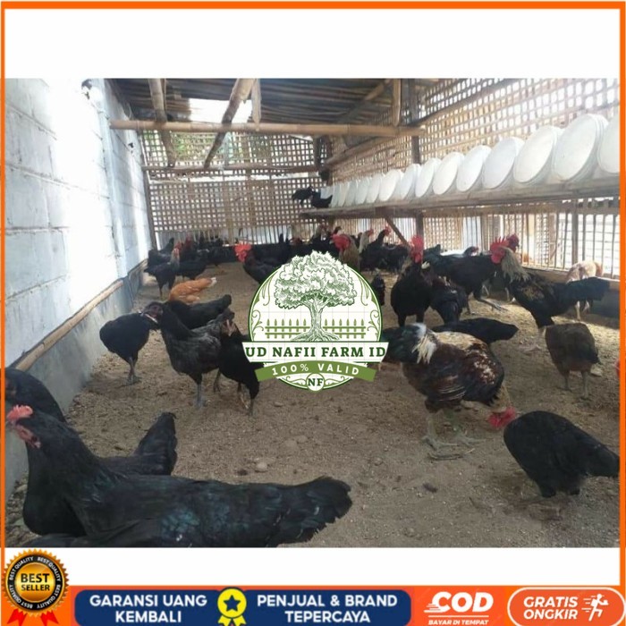 

Telur ayam KUB petelur handal fertil asli siap ditetaskan - telur ayam kub UD NAFII FARM ID