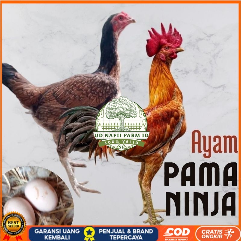 

telur ayam pama ninja original untuk di tetaskan UD NAFII FARM ID
