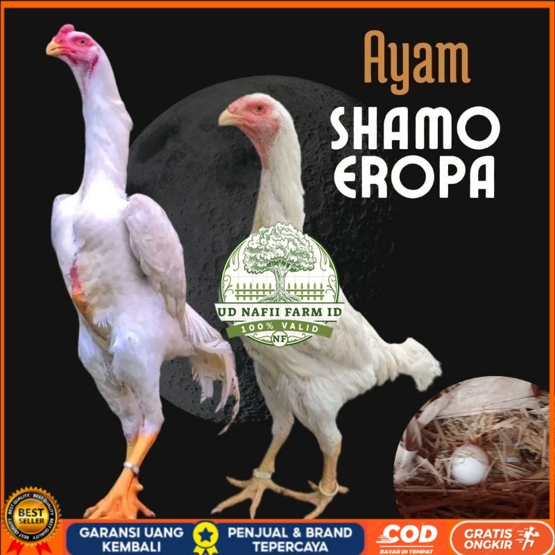 

telur ayam shamo eropa bisa untuk di tetaskan UD NAFII FARM ID