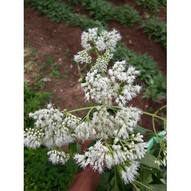 

New Promo Daun kirinyuh 500 gram daun pilihan fresh Lestari_Desaku