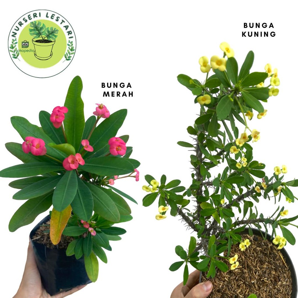 Tanaman Bunga Hias Euphorbia Bunga Kecil