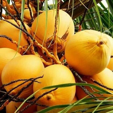 

GS-17 buah kelapa gading kuning muda perbutir