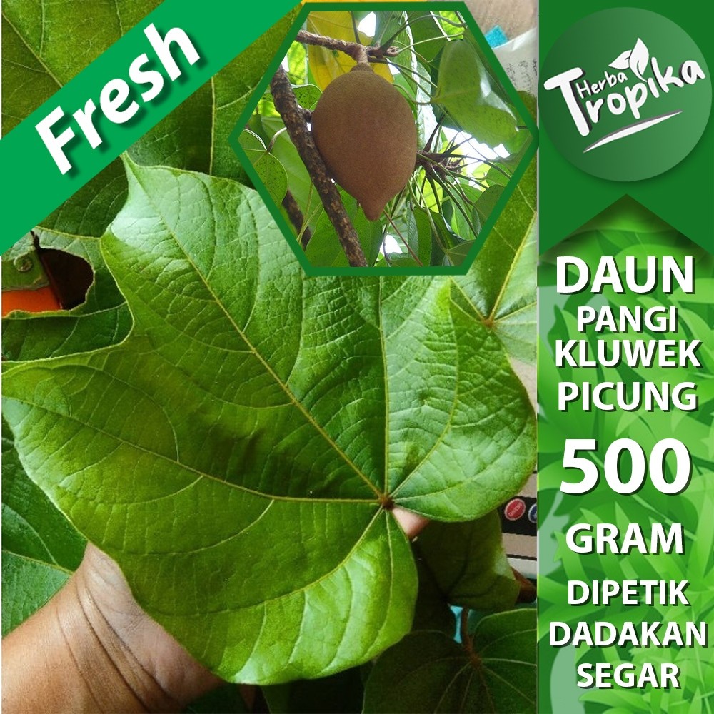 

PROMO Daun Pangi / Picung / Kluwek (Pangium edule) Segar 500 gram herbal alami toko herba tropika