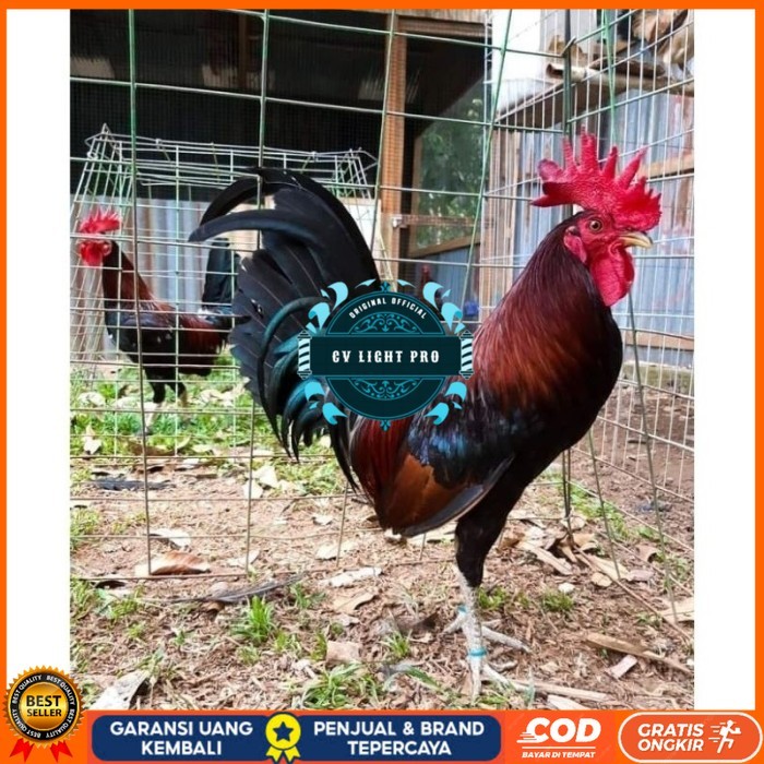 

Telur Ayam Fhilipin Hanya Untuk Ditetaskan original berkualitas CV LIGHT PRO