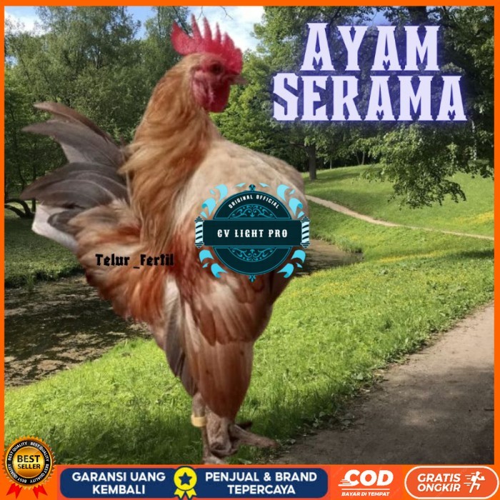 

telur ayam Kate Serama asli pendek original berkualitas CV LIGHT PRO