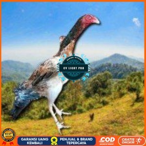 

telur ayam shamo eropa ori bisa untuk di tetaskan vertil super garansi CV LIGHT PRO