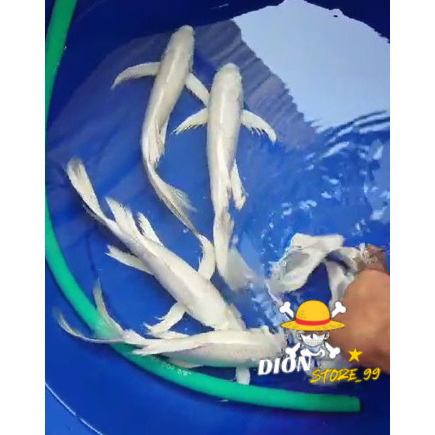 Hiasan kolam Koi Platinum Slayer / Kumpay 25 Cm Up 30 Cm