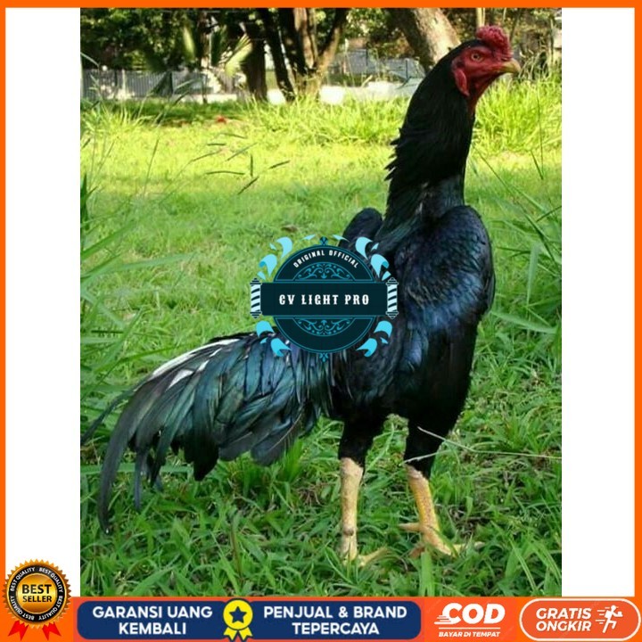 

Telur ayam bangkok shamo jepang / ayam petarung aduan siap ditetaskan CV LIGHT PRO