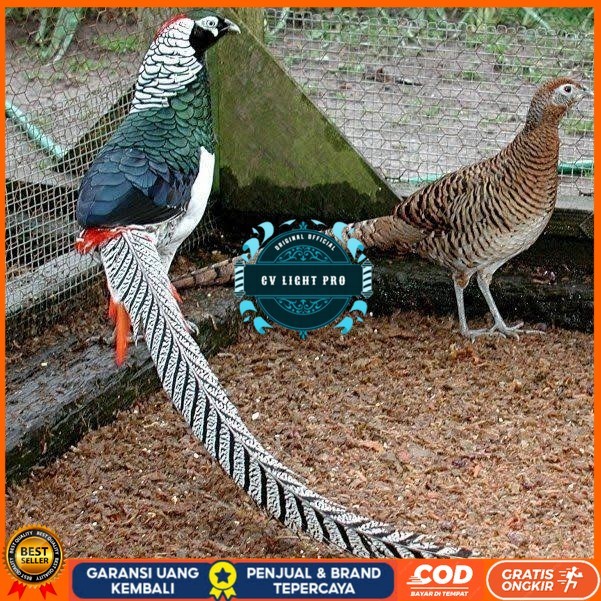 

Telur ayam hias ringneck lady amherst pheasant fertil untuk ditetaskan CV LIGHT PRO